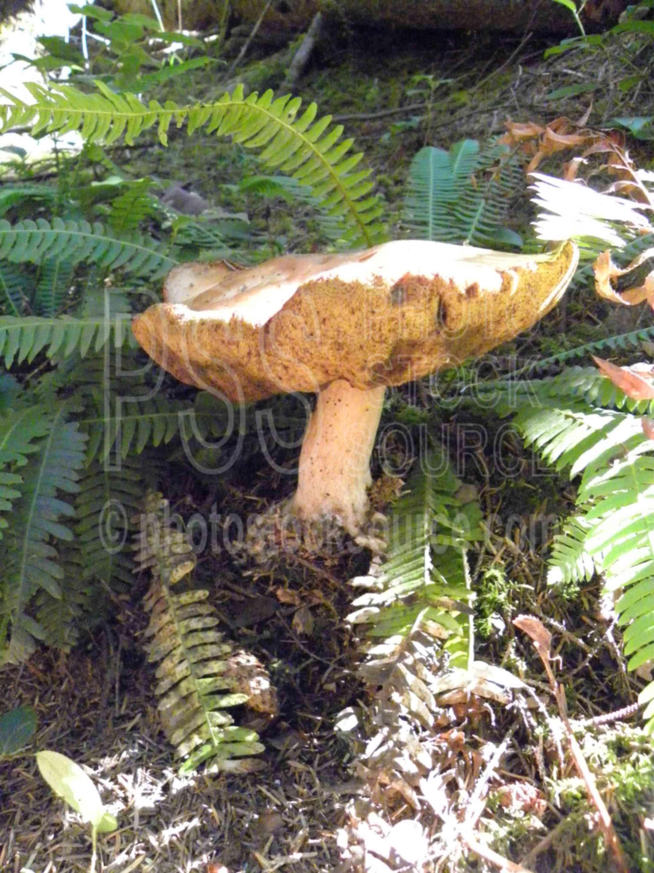 Big Mushroom,siltcoos,tslitcoos,mushroom,fungus,fern,sword fern,plants