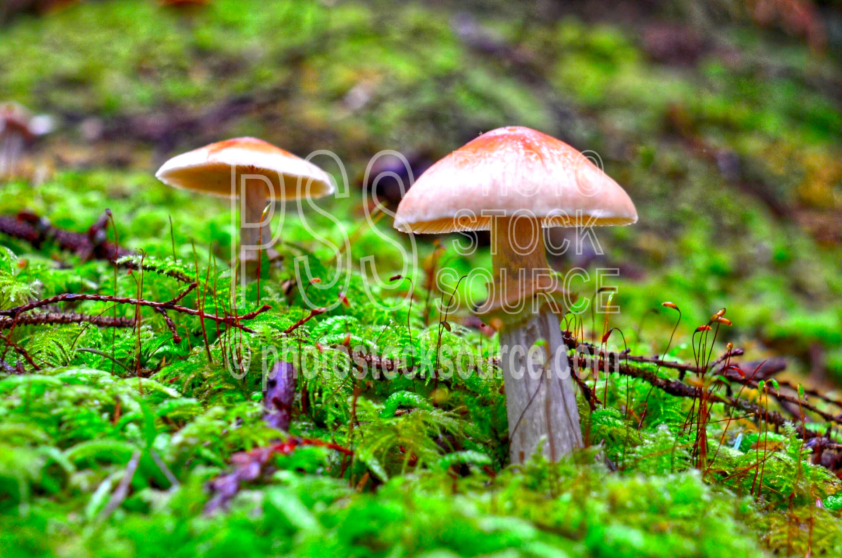 Larch Bolete Mushrooms,mushroom,moss,green,forest