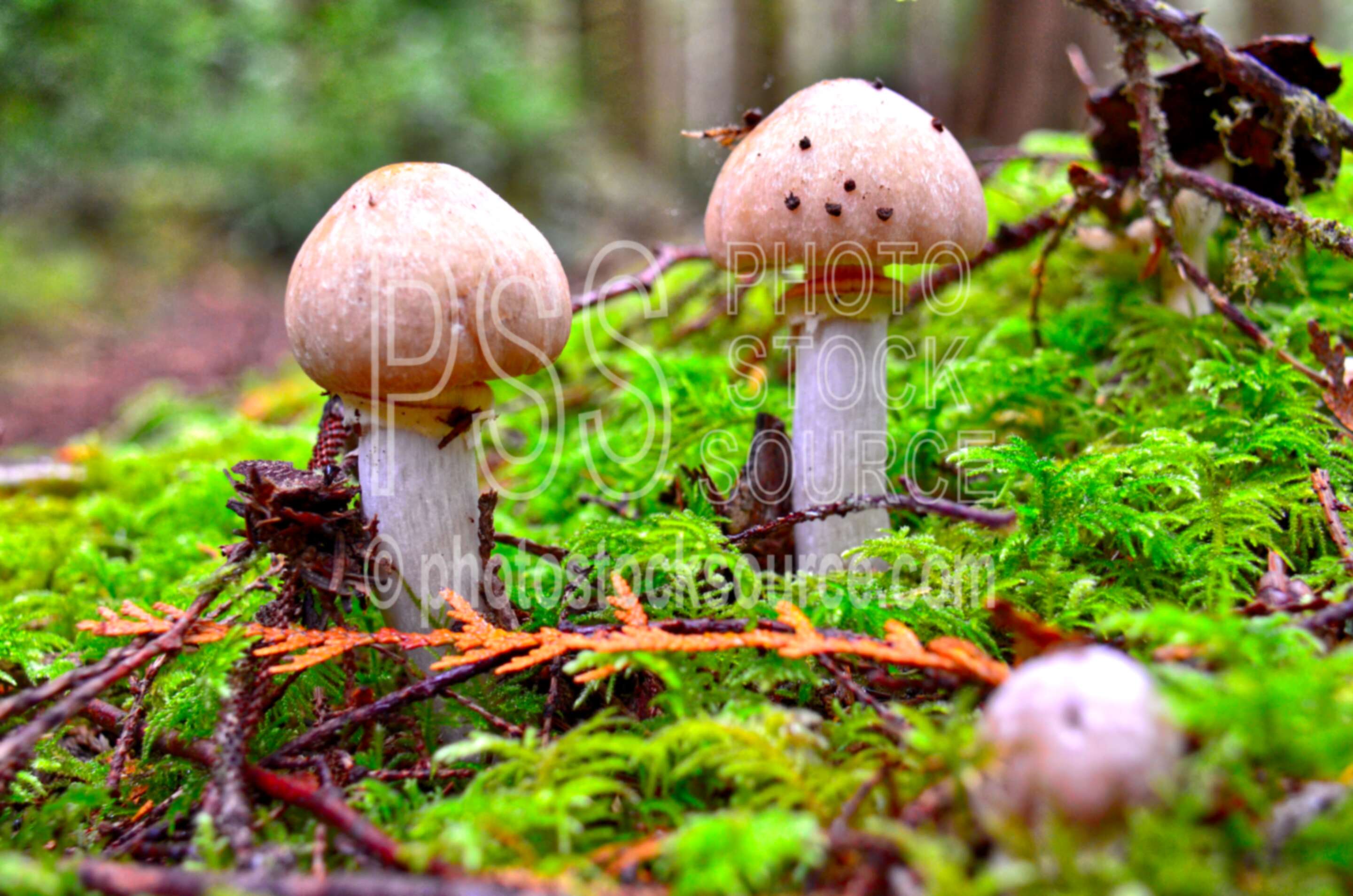 Siltcoos Trail Mushrooms,mushroom,moss,green,forest
