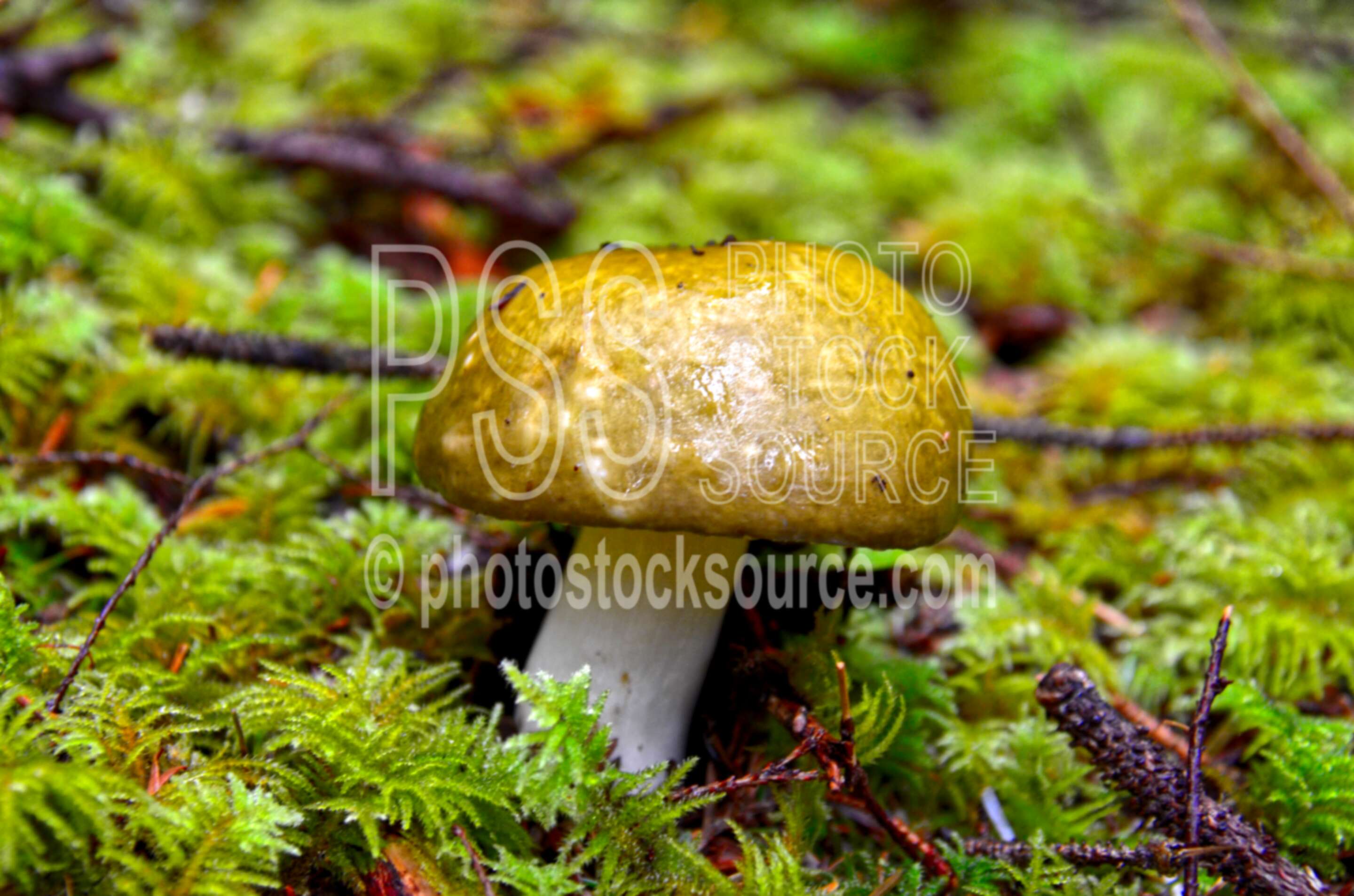 King Bolete Mushrooms,mushroom,moss,green,forest