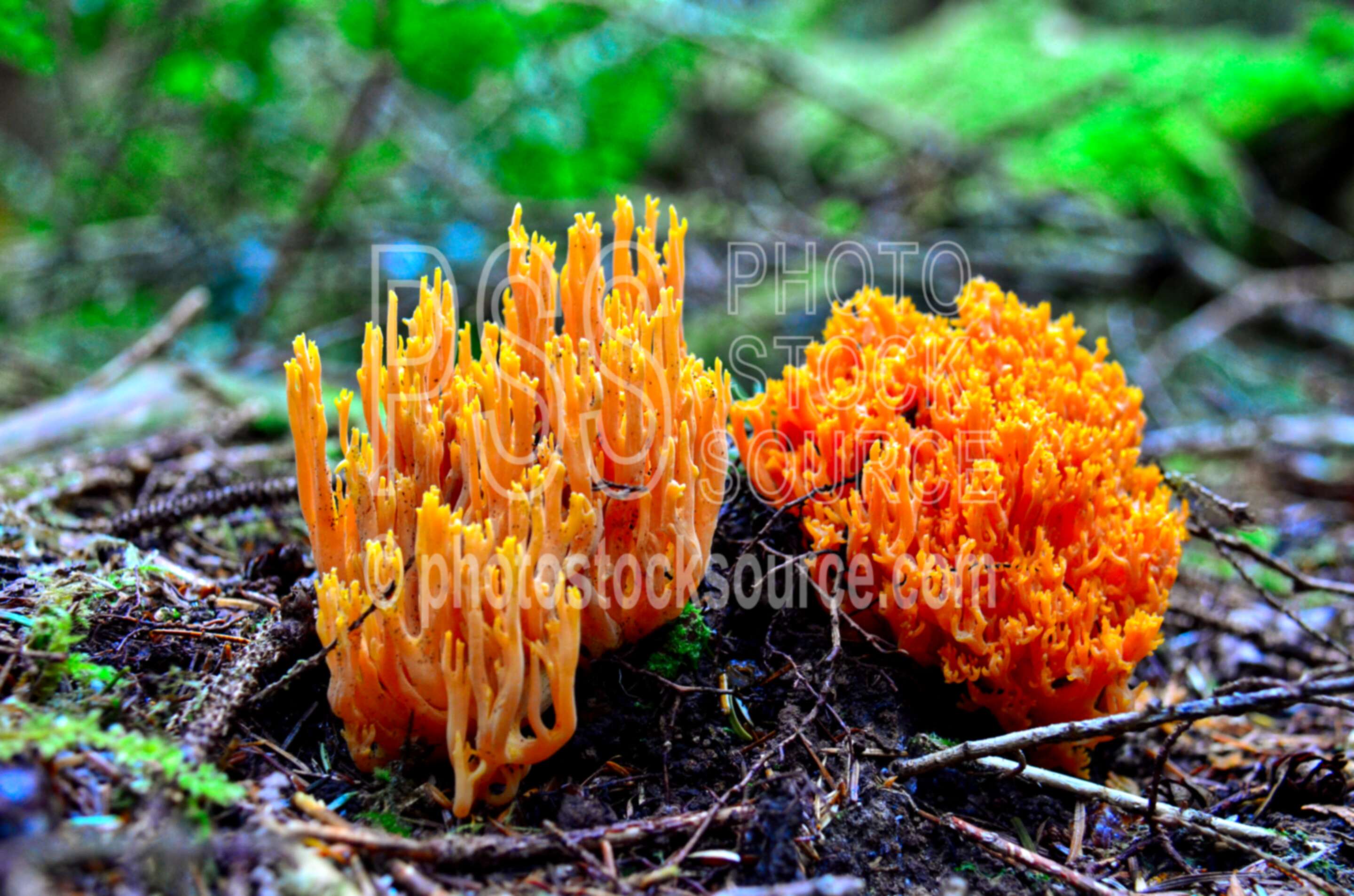 Yellow Coral Mushrooms,mushroom,moss,green,forest
