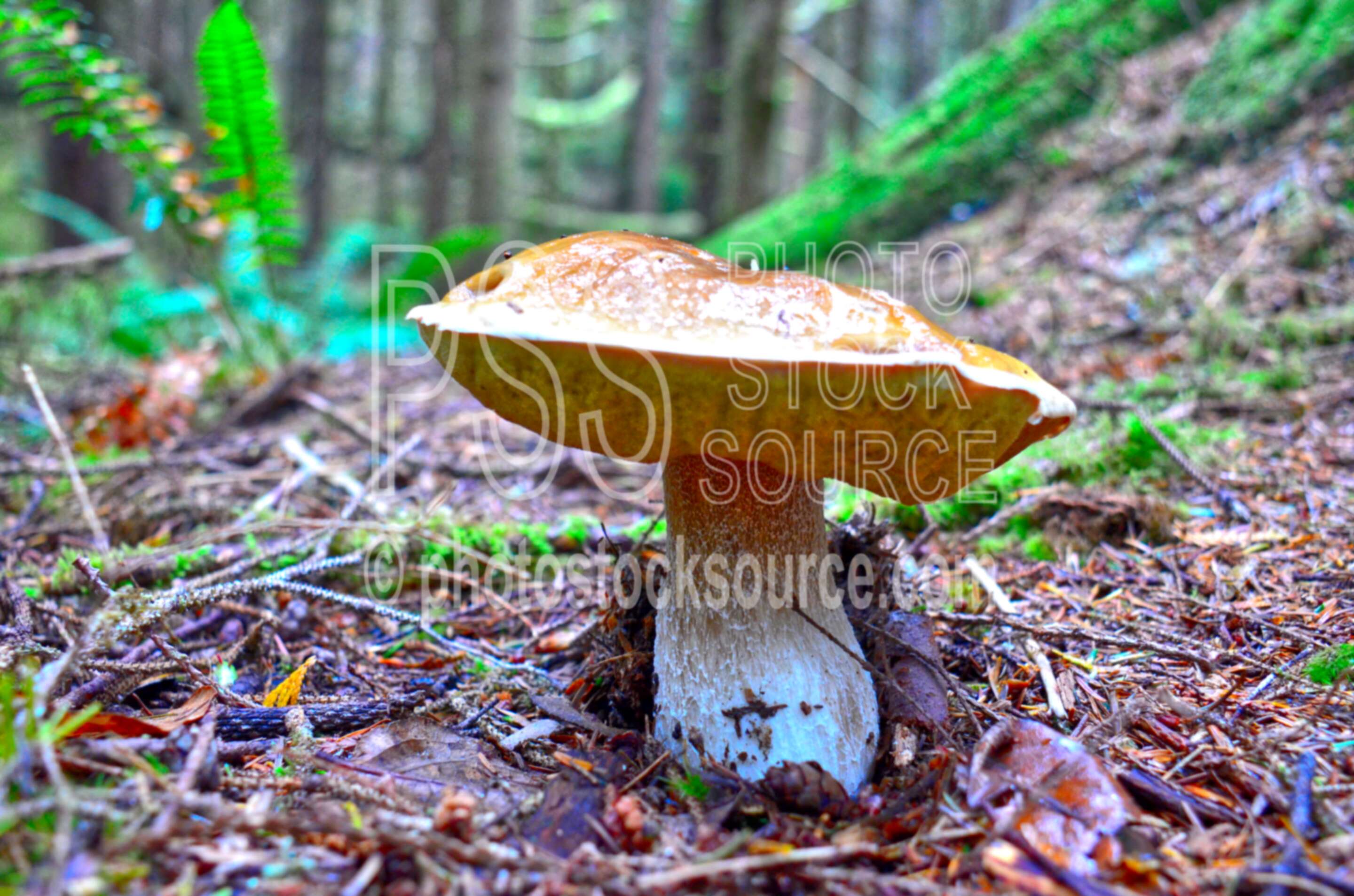 Boletus Mushrooms,mushroom,moss,green,forest