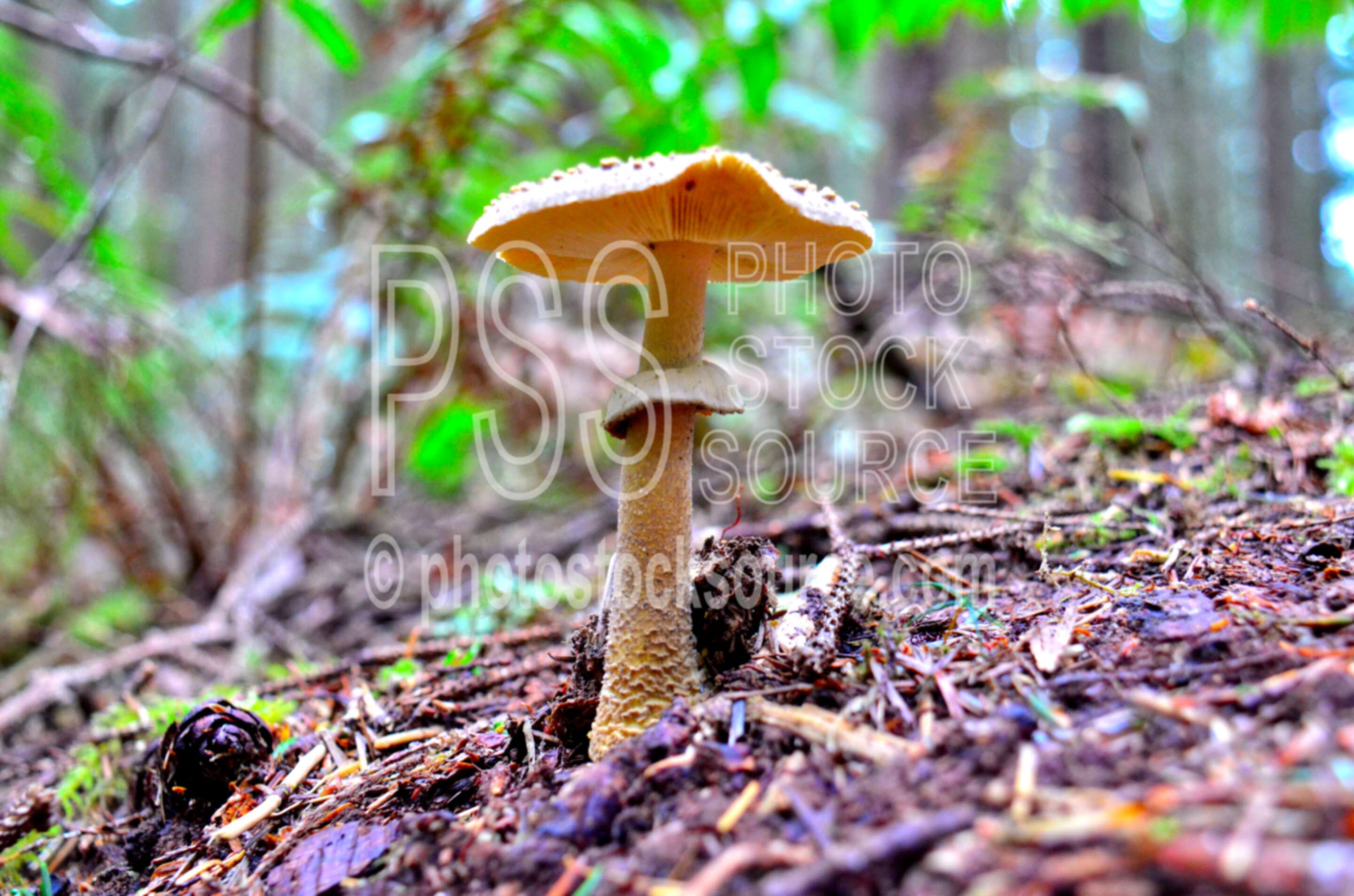 Amanitas Mushrooms,mushroom,moss,green,forest