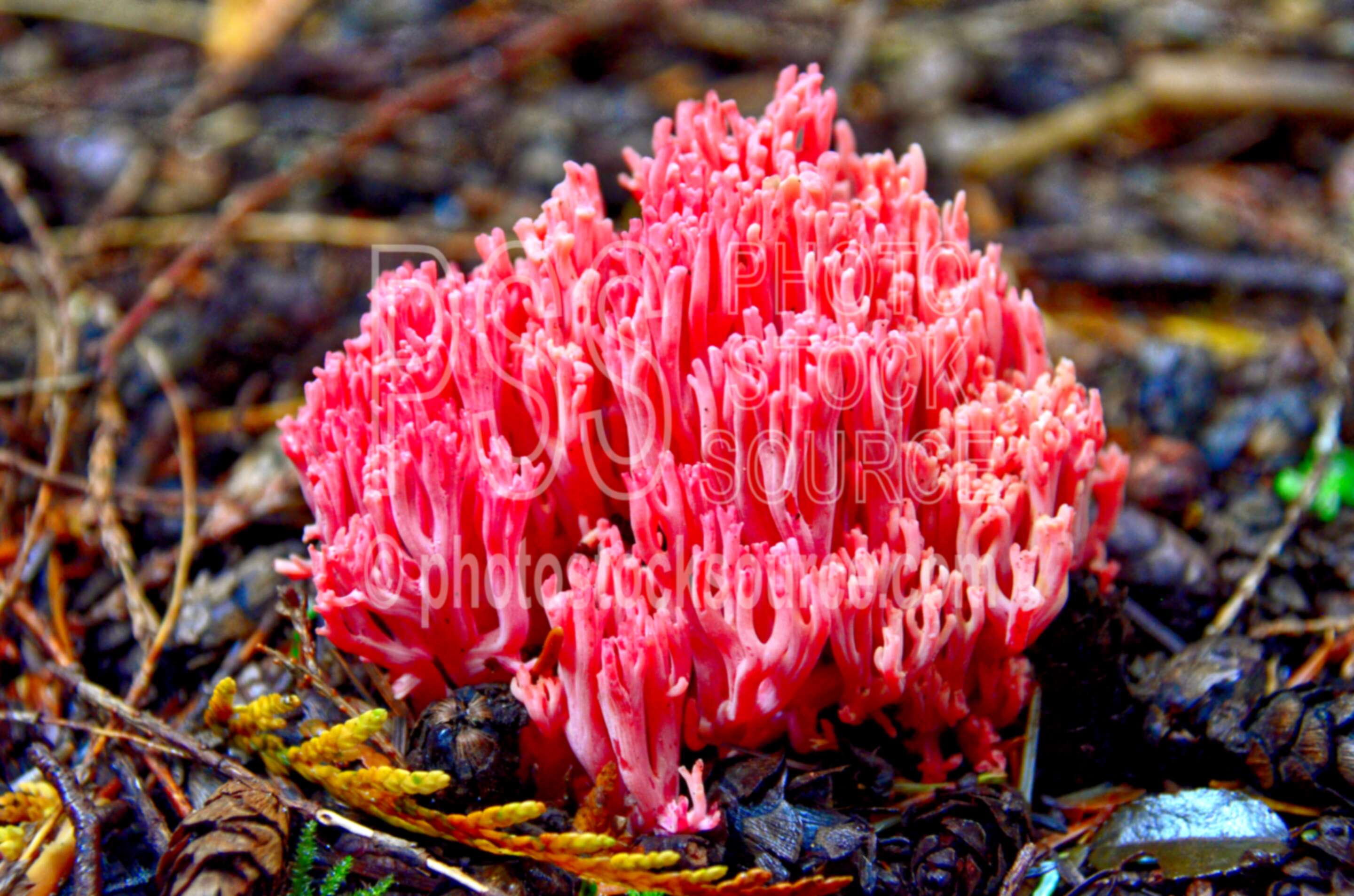 Red Coral Mushrooms,mushroom,moss,green,forest