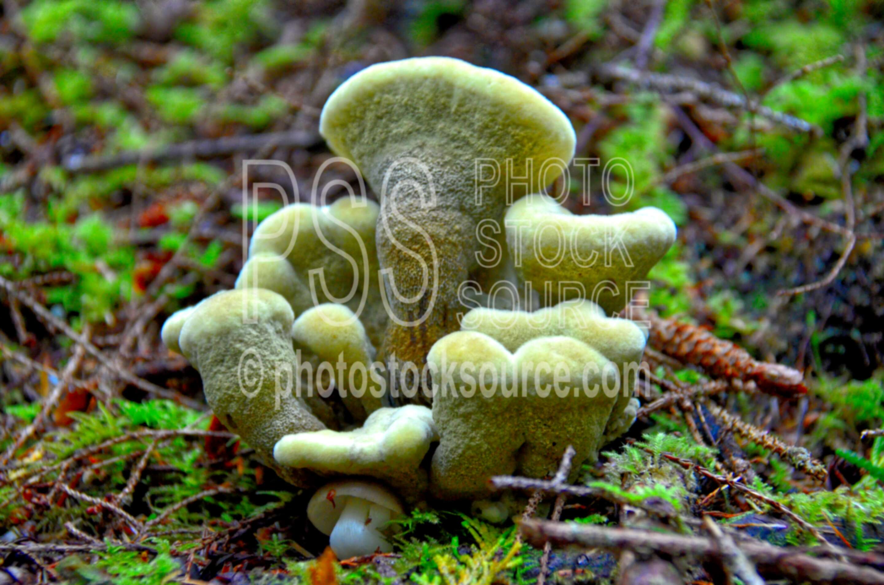 Mushrooms on Siltcoos Trail,mushroom,moss,green,forest