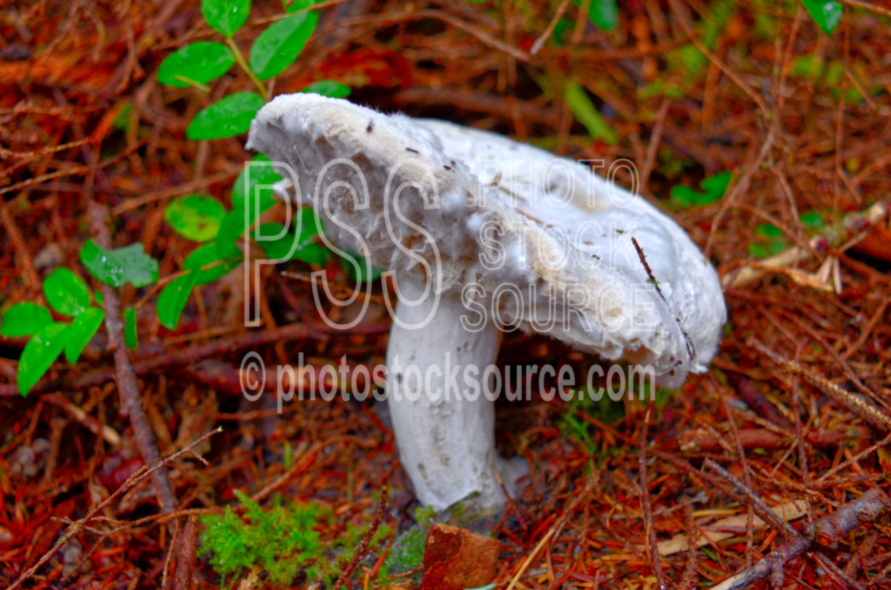 Mushroom on Siltcoos Trail,mushroom,moss,green,forest