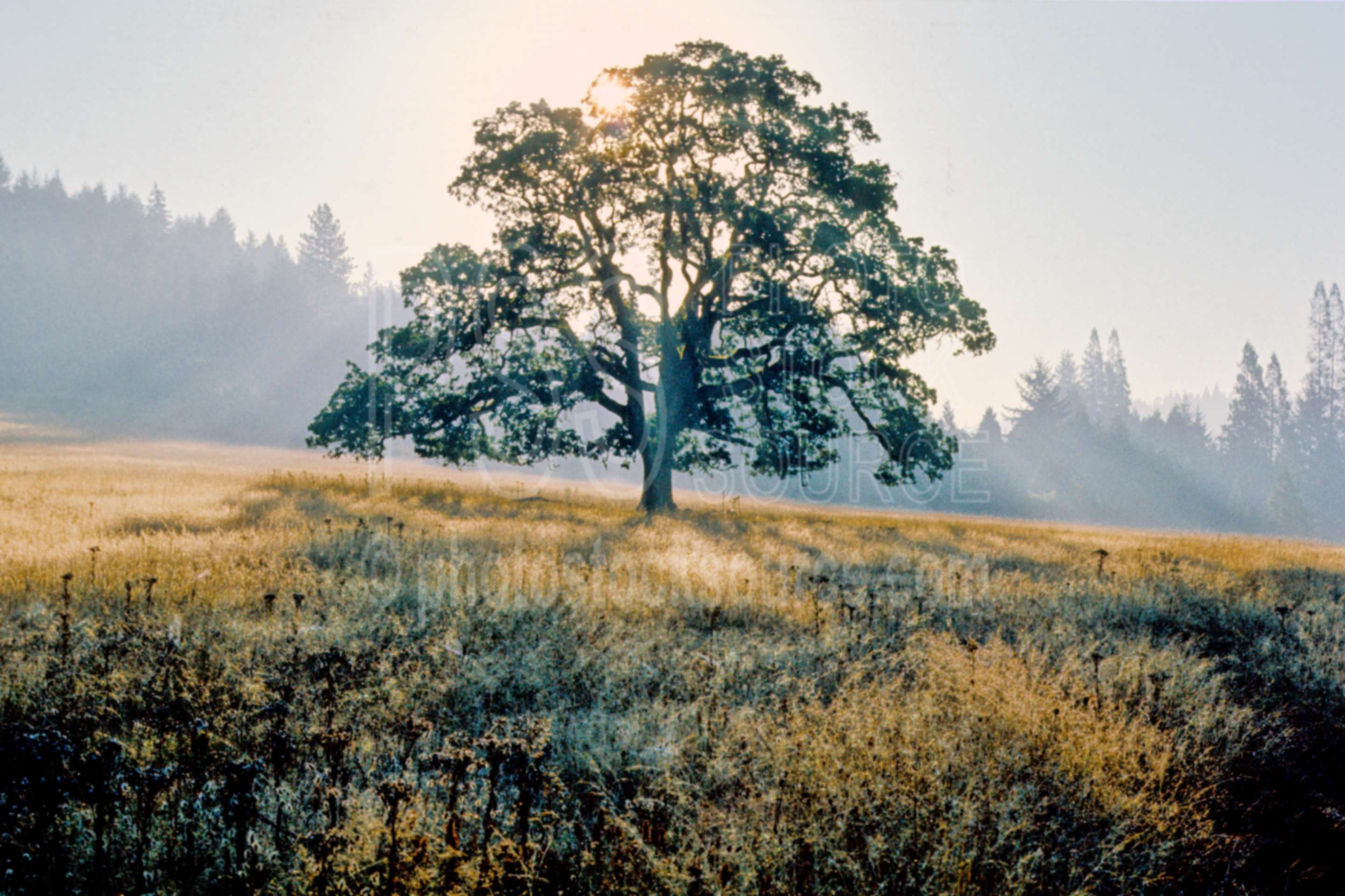 Oak Tree,morning,oaks,sunrise,usas,plants