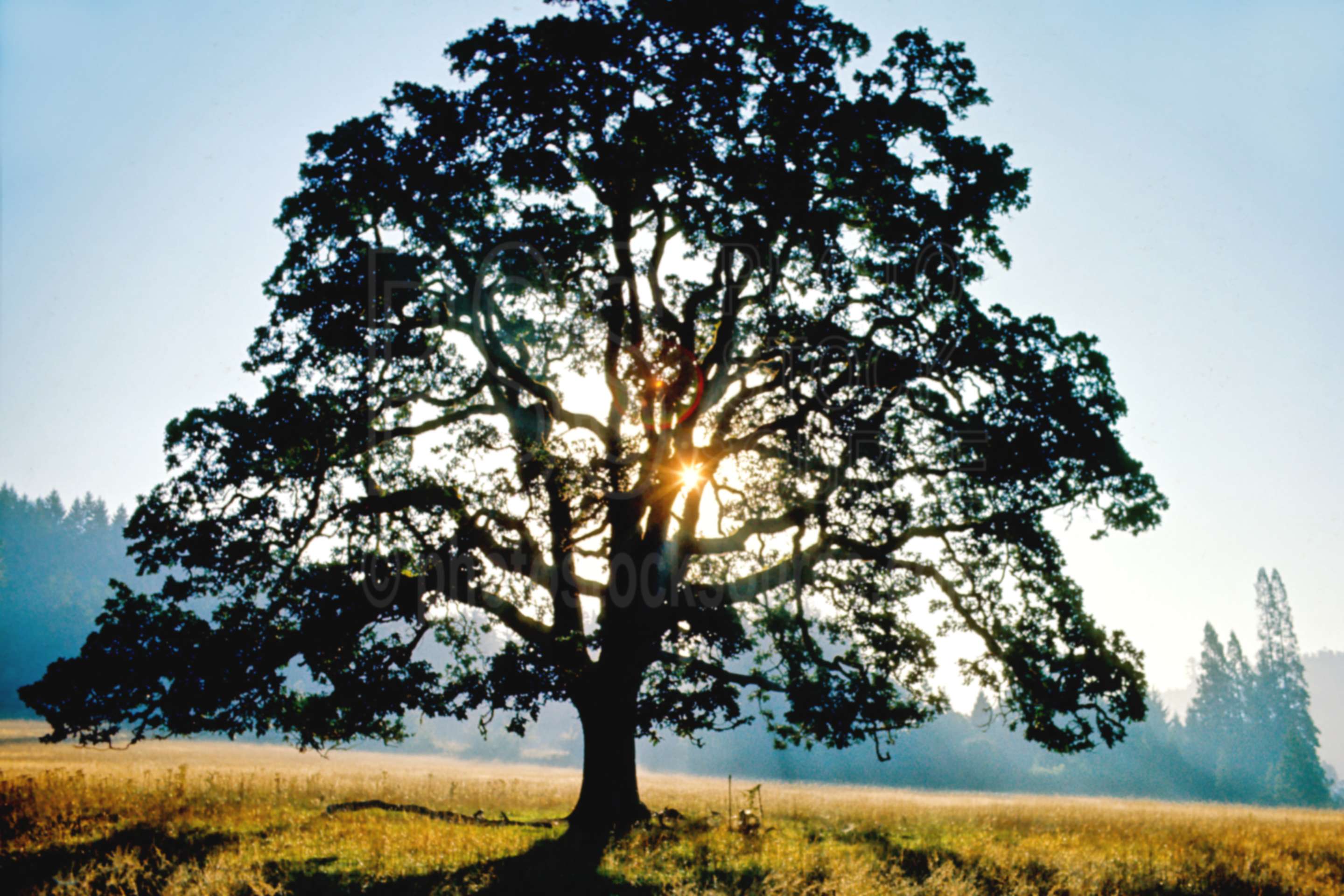 Oak Tree,morning,oaks,sunrise,usas,plants