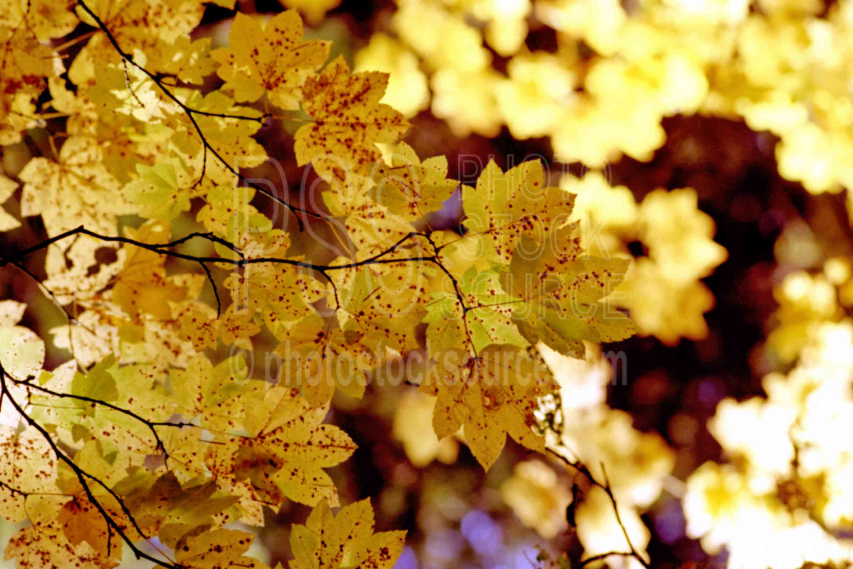 Maple Leaves,fall color,leaves,yellow,autumn,plants