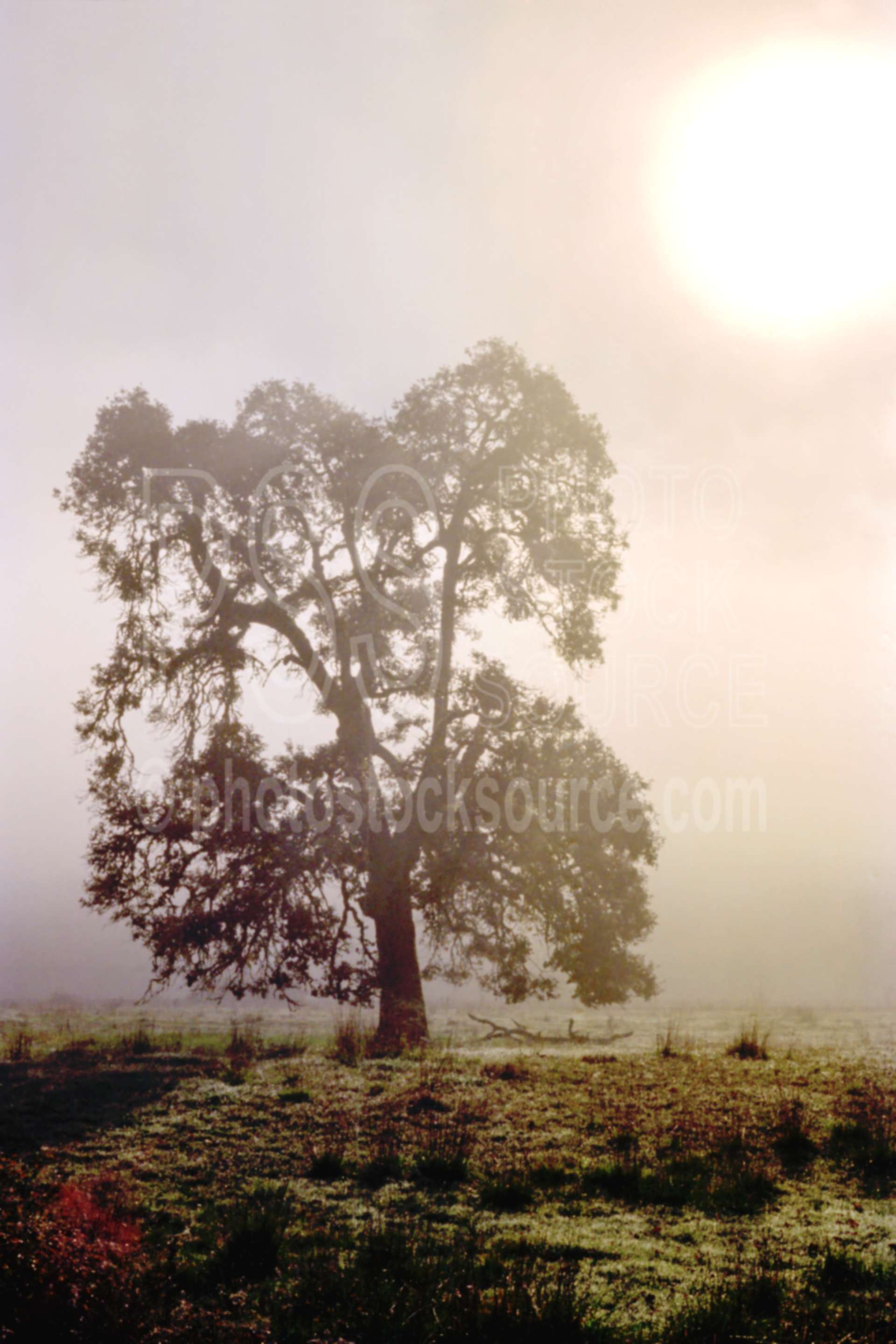Tree in Fog,fogs,mist,morning,sunrise,usas,plants