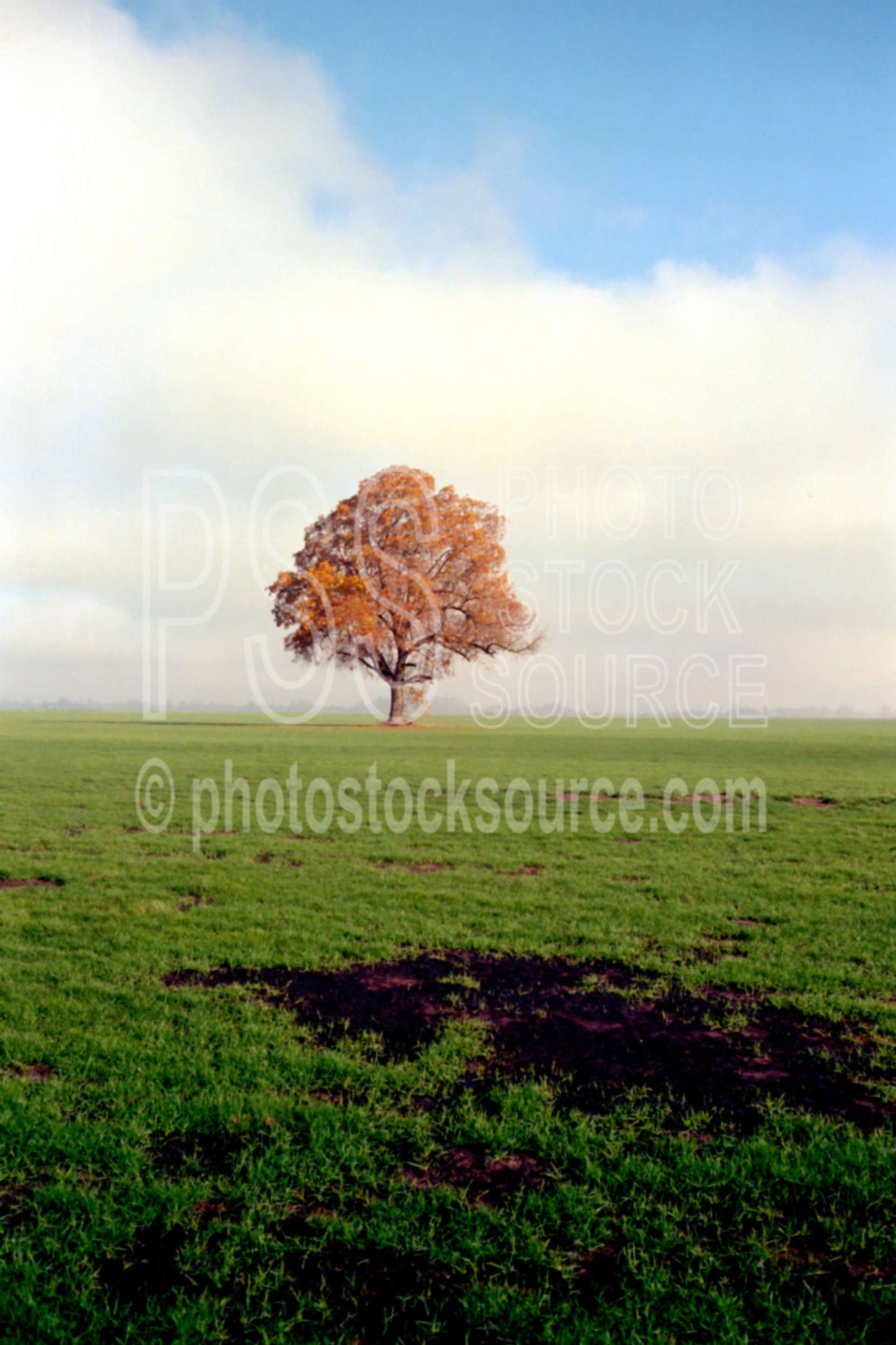 Tree in Field,field,fogs,usas,plants