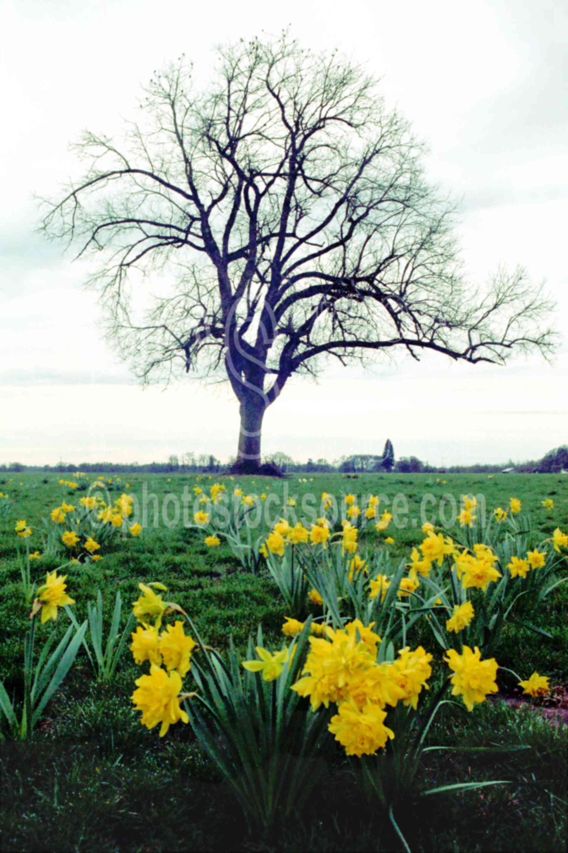 Tree and Daffodils,daffodil,field,tree,spring,plants,flowers