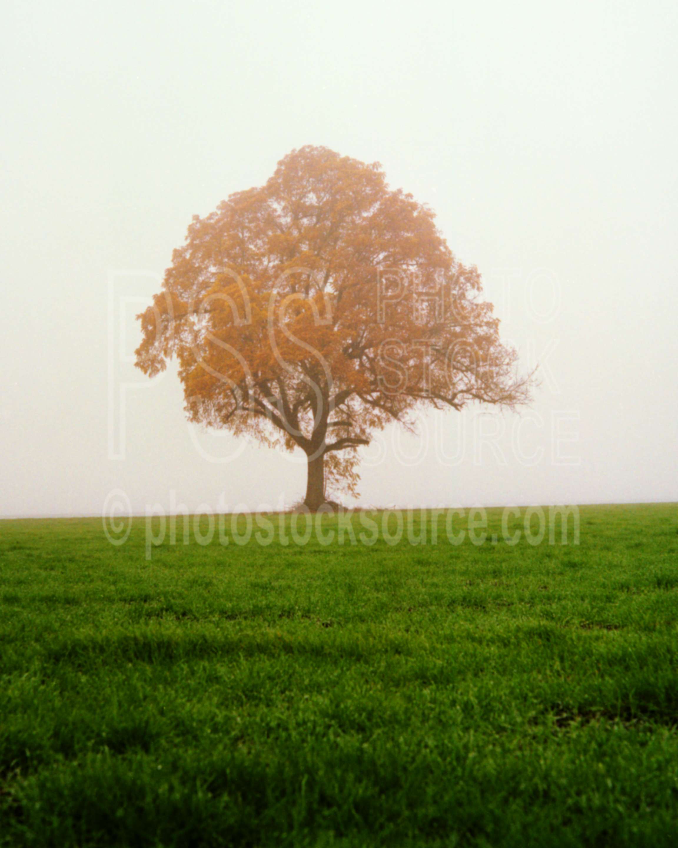 Tree in Fog,field,fogs,usas,plants