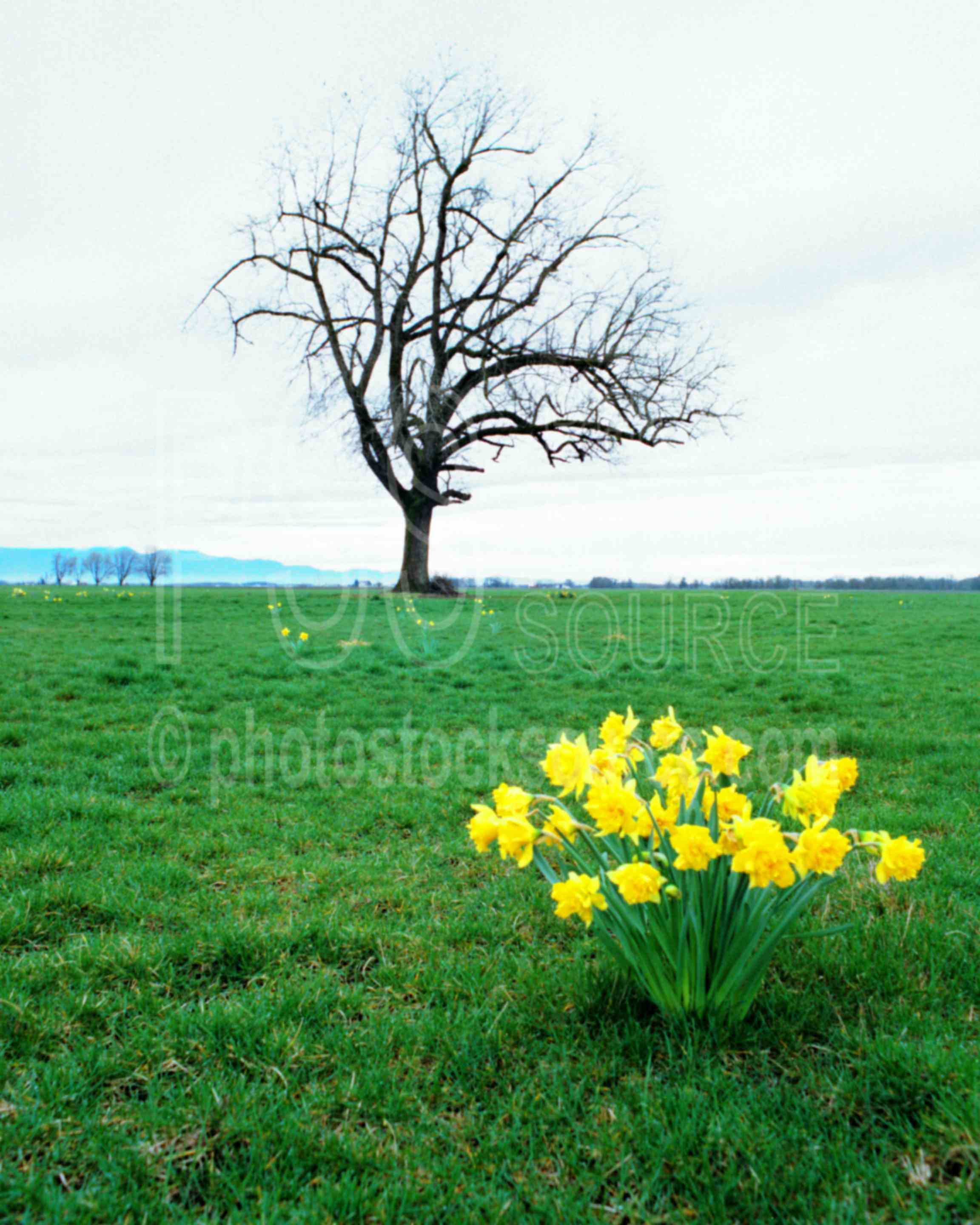 Tree and Daffodils,daffodil,usas,plants