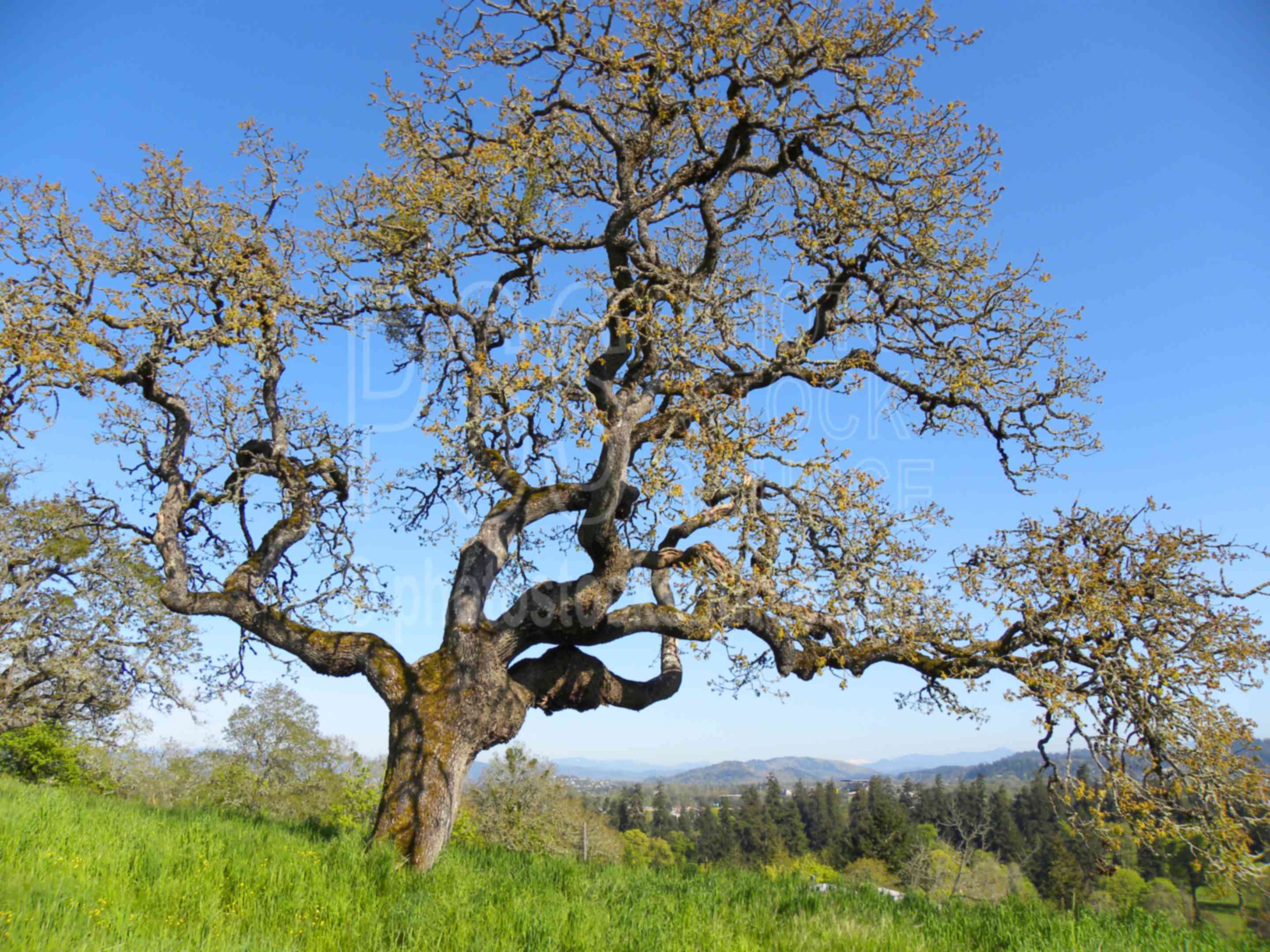 Gillespie Butte Oaks,park,tree,oak,grass,butte,gillespie