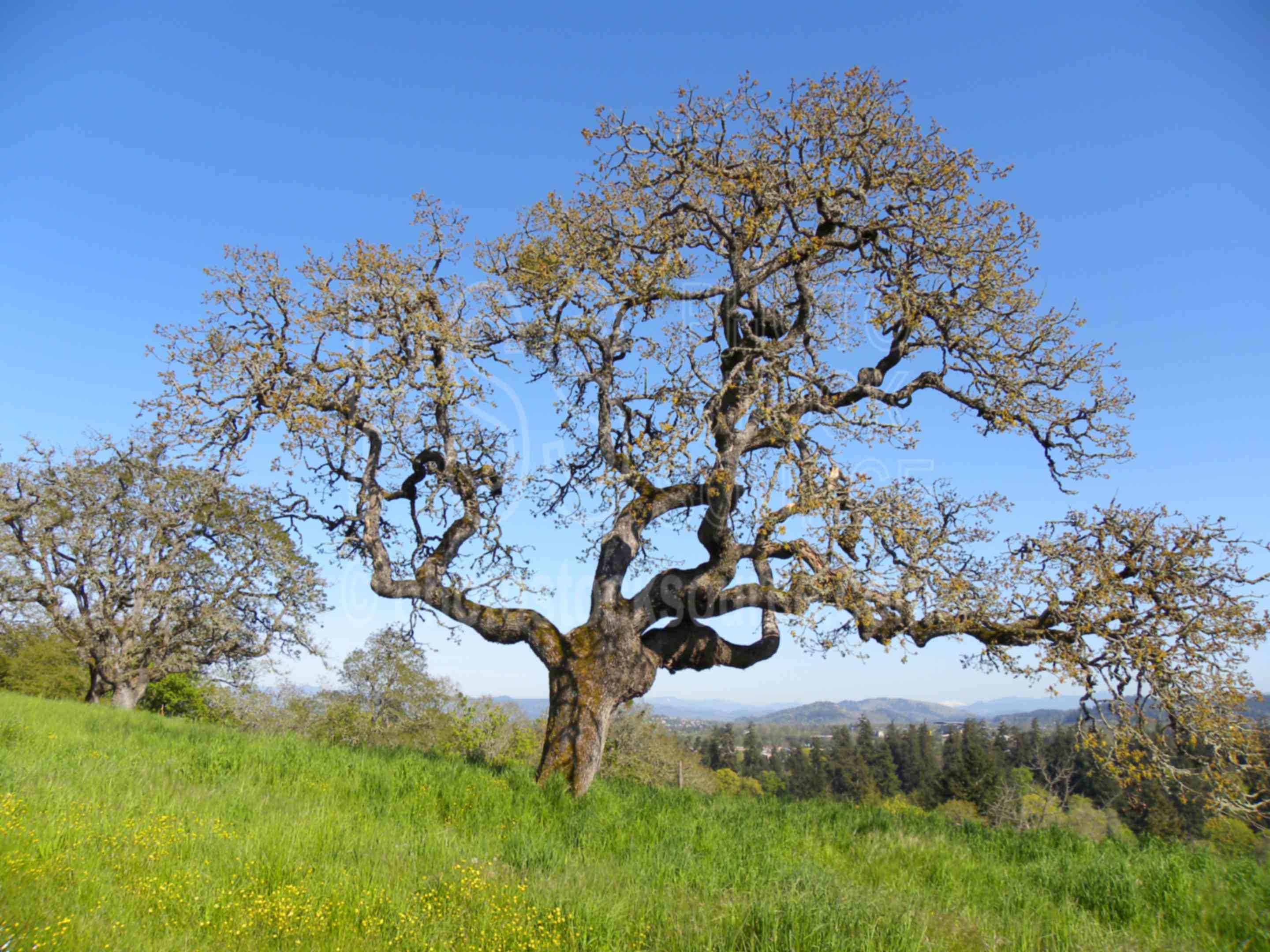 Gillespie Butte Oaks,park,tree,oak,grass,butte,gillespie