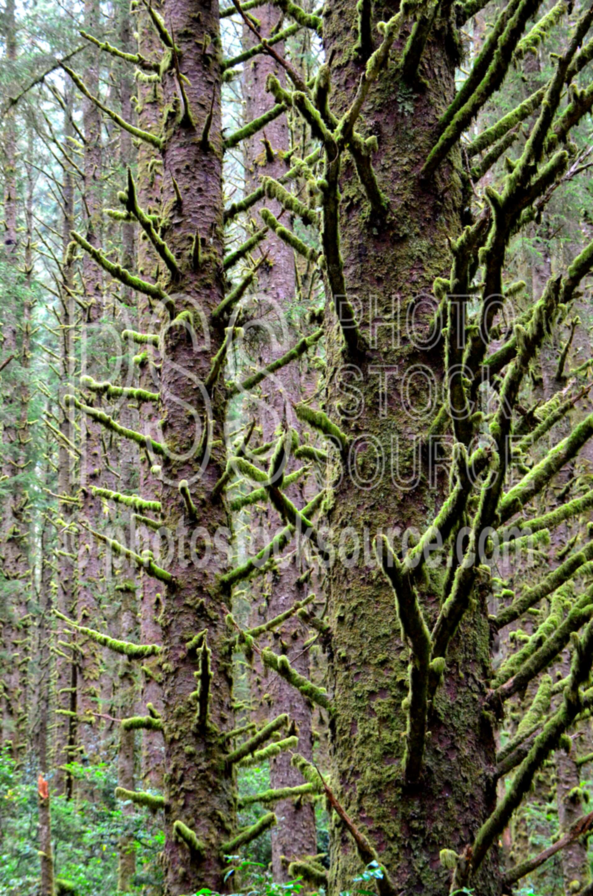 Mossy Spruce Trees,tree,moss,limbs,green,forest