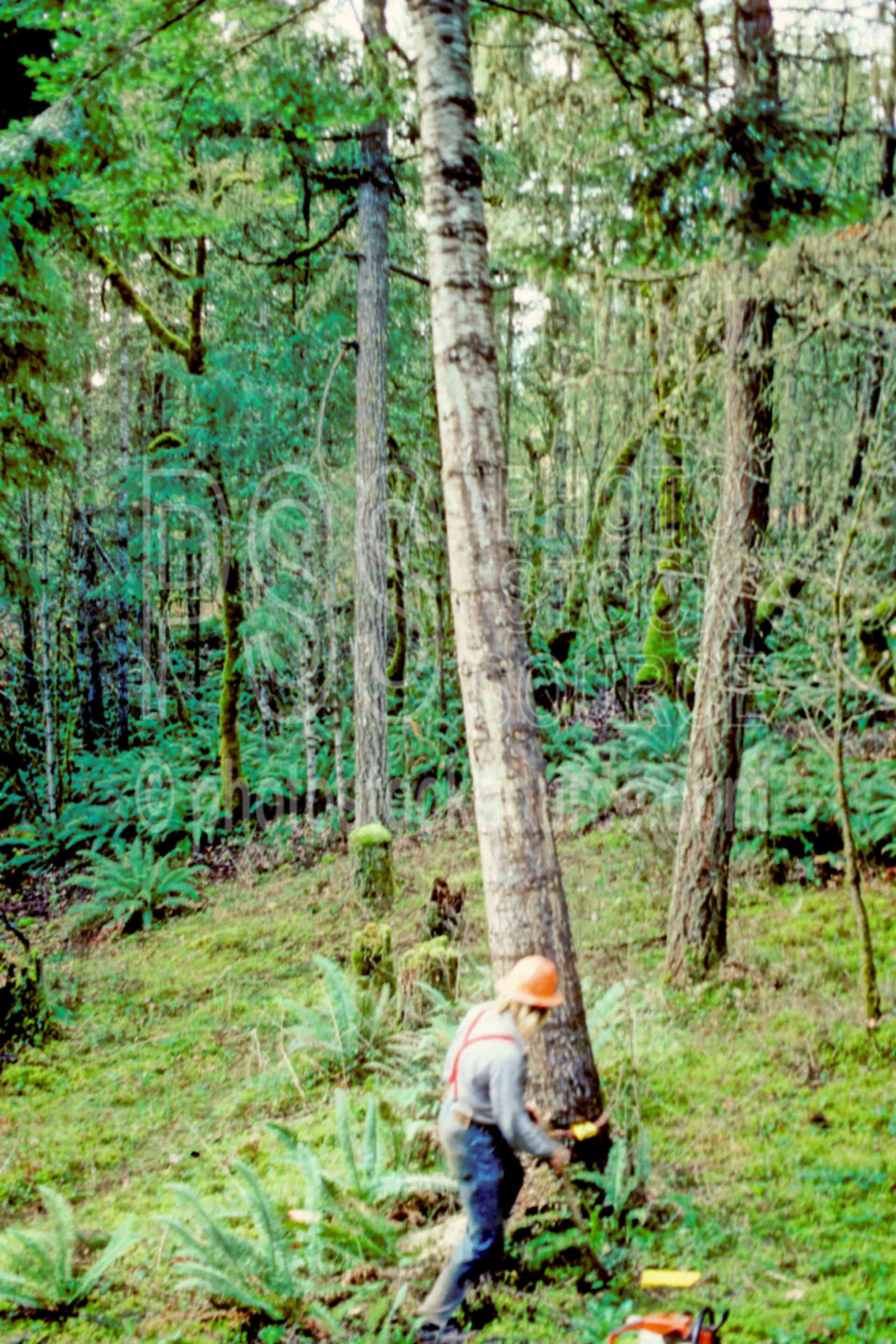 Logger Felling Trees,work,timber,chainsaw,tree cutting,usas