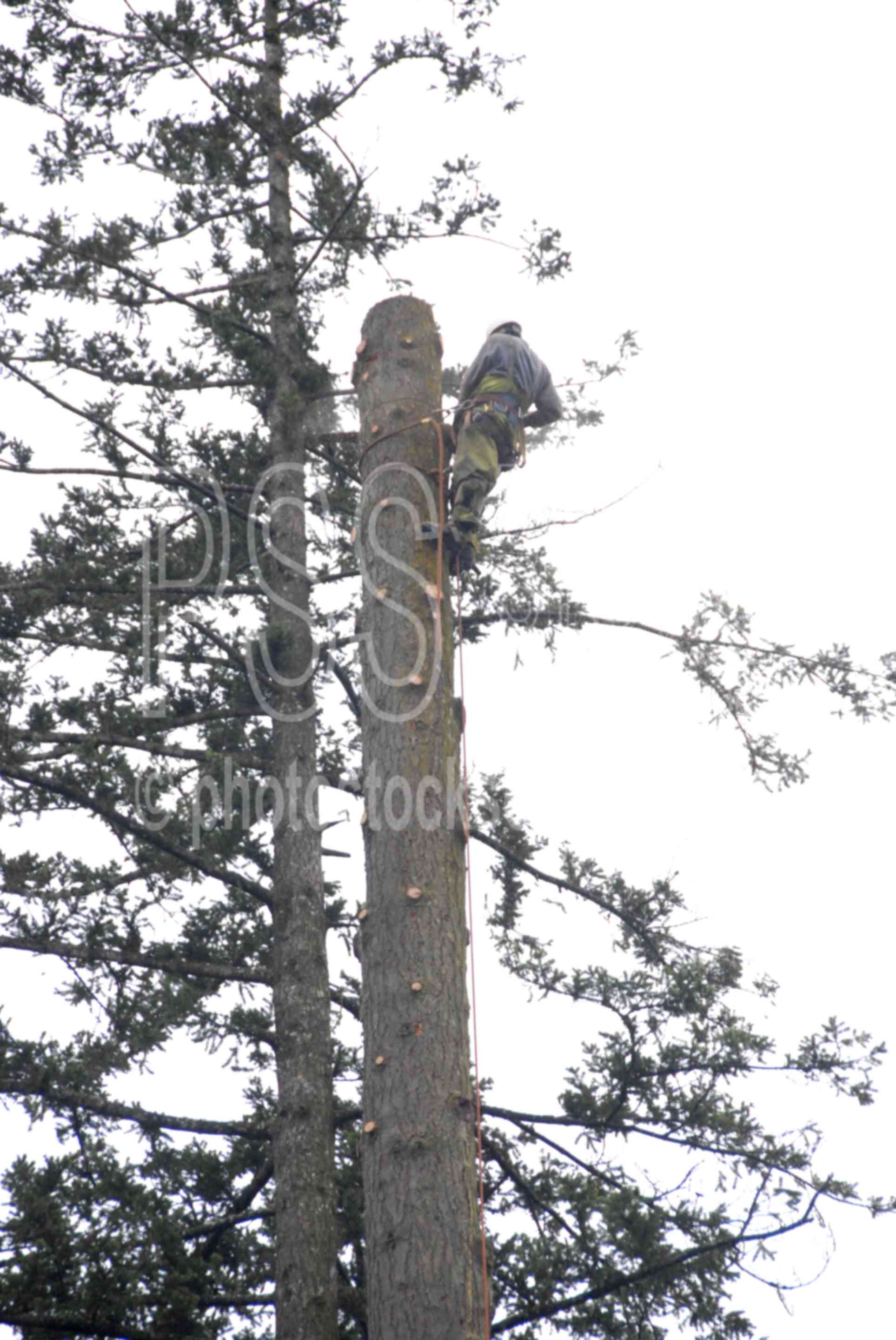 High Climber,climber,logger,work,working,worker,hard hat,chain saw,tree,logging,rope,dangerous,risk,high risk,risky,limb,tree limbs