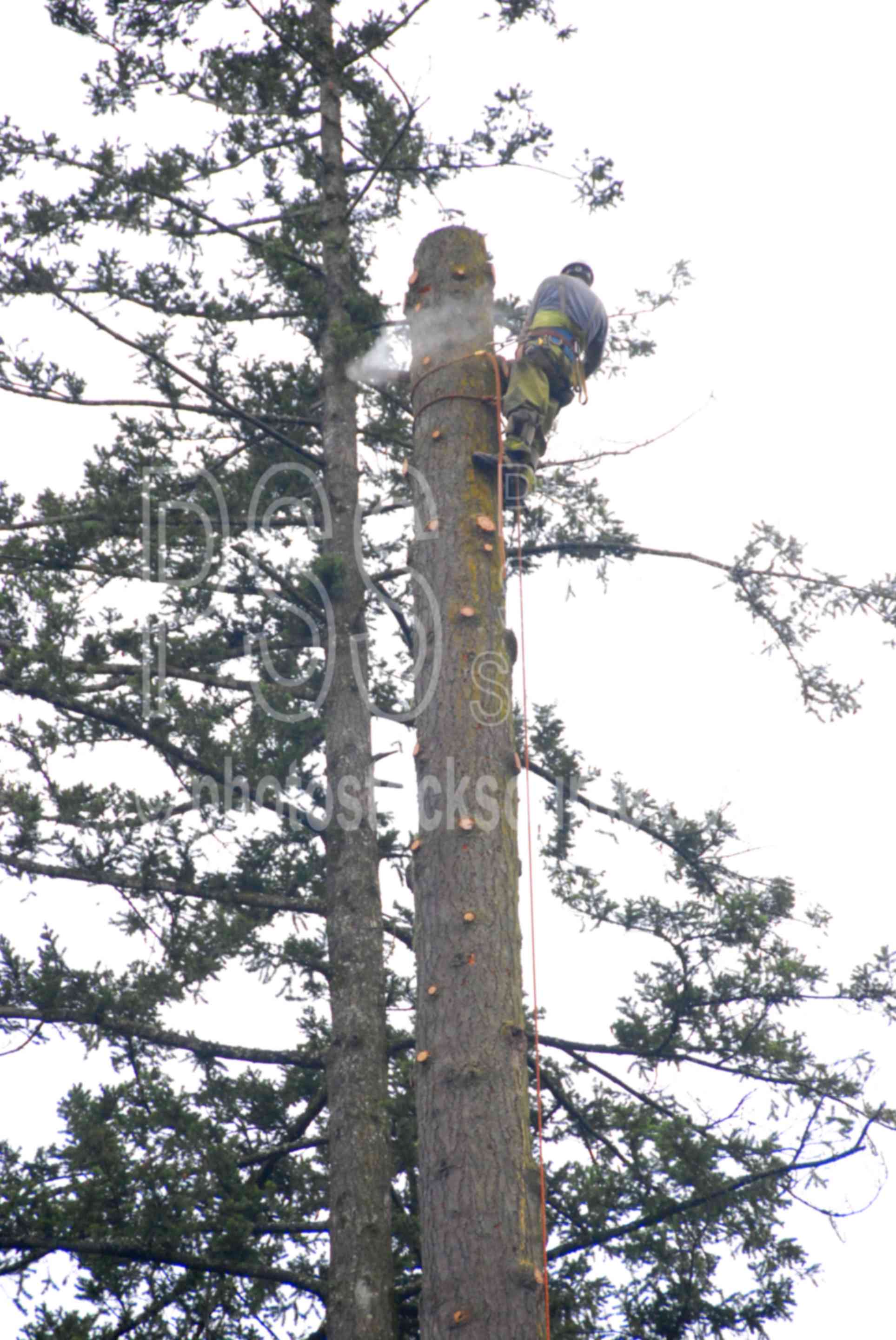 High Climber,climber,logger,work,working,worker,hard hat,chain saw,tree,logging,rope,dangerous,risk,high risk,risky,limb,tree limbs
