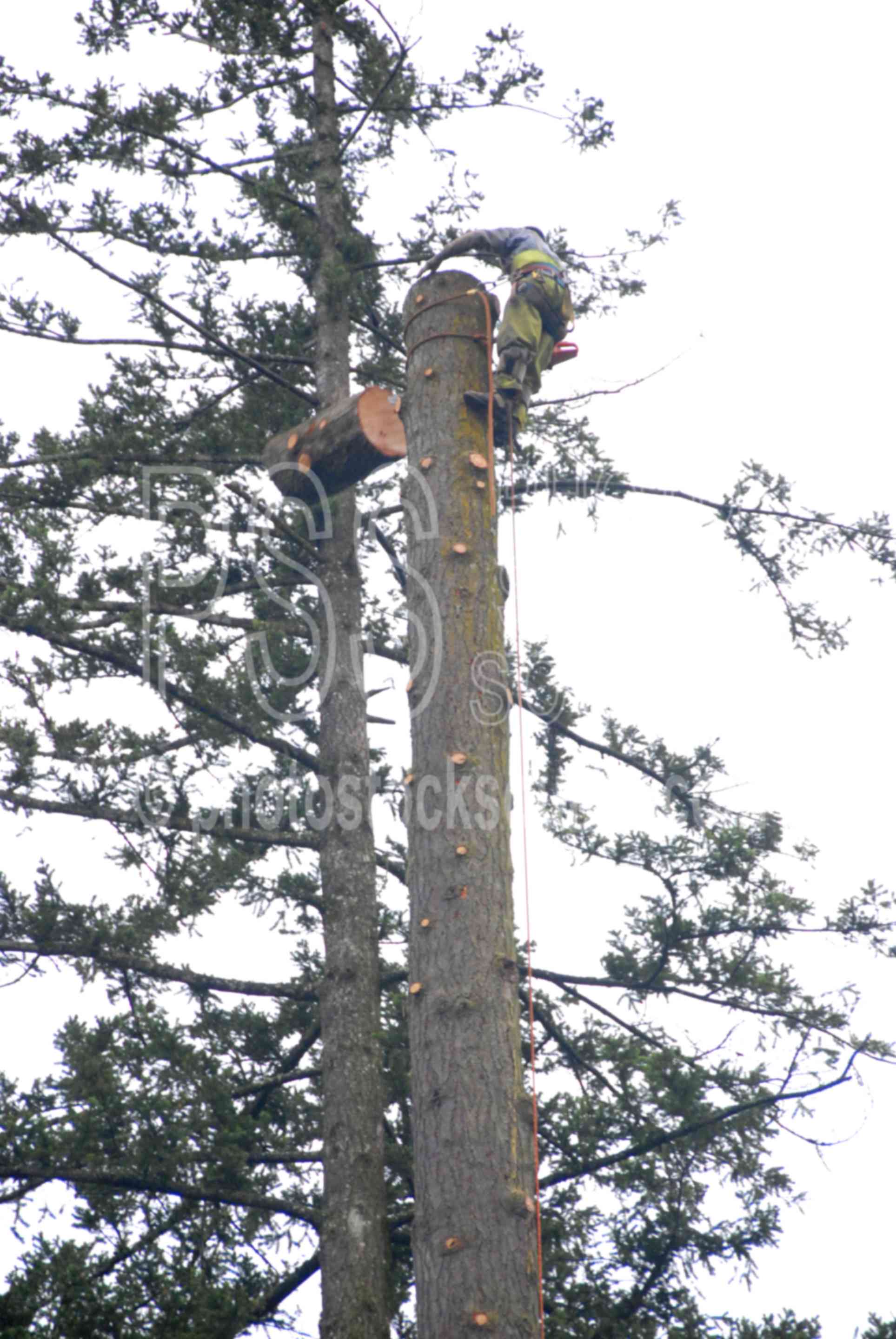 High Climber,climber,logger,work,working,worker,hard hat,chain saw,tree,logging,rope,dangerous,risk,high risk,risky,limb,tree limbs